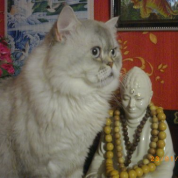 user_avatar